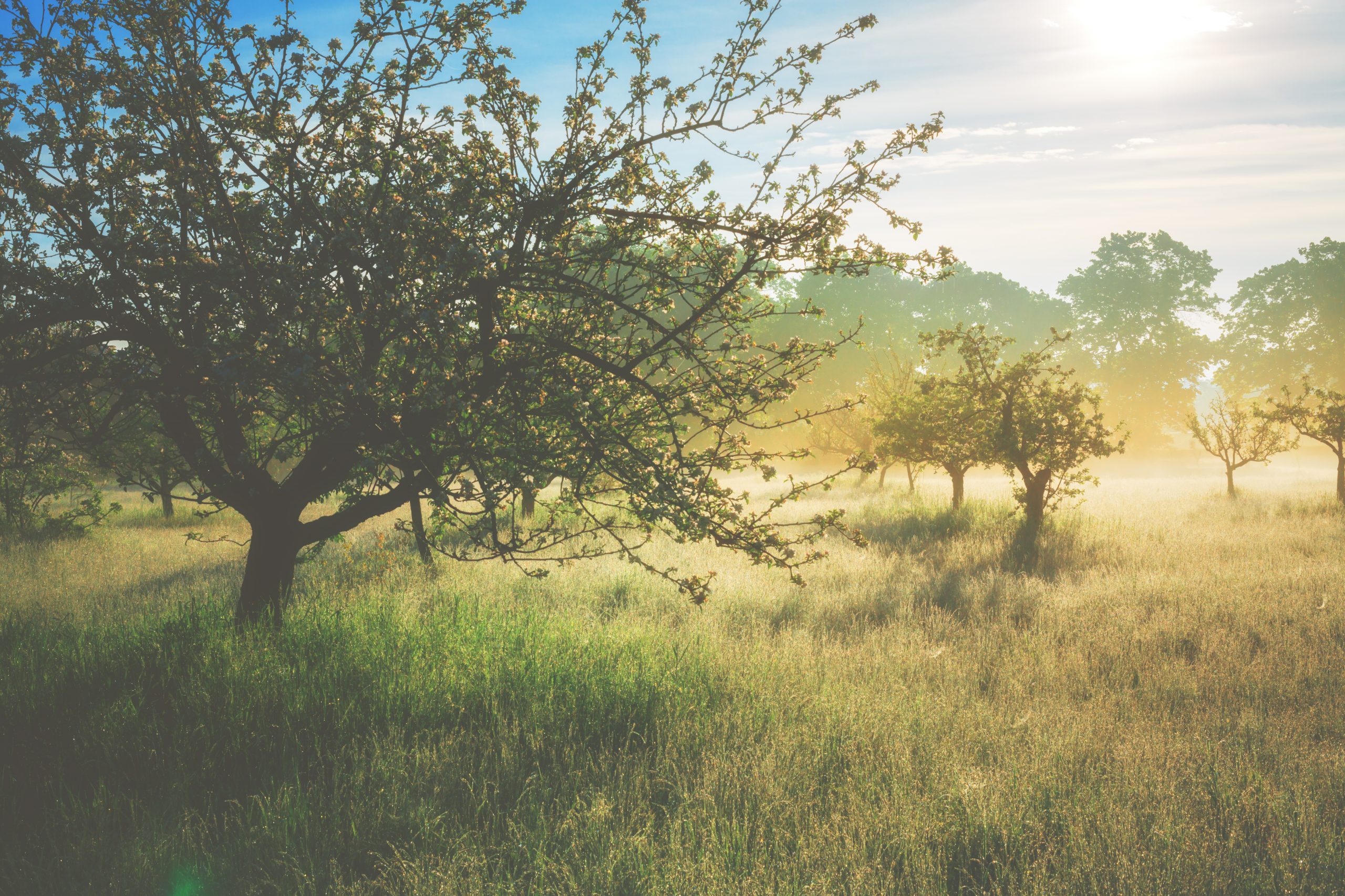 Misty sunrise on the orchard